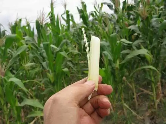 玉米杆