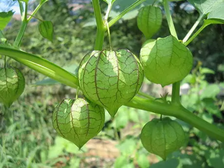 
四、姑娘果
姑娘果,因其外有灯笼状外皮包裹,也被很多人称为灯笼果。其果实分红黄二色,多籽,味道甜酸适口,可制蜜饯、果酱等。姑娘果含维生素B的复合体比番茄高3倍;含果糖(30%左右)超过了葡萄;含有18种氨基酸及适量的微量元素(锌、硼、硒、硅等)。此外,该种鲜果还有一定的保健药用价值。它含有大量的橡胶酸铁铵,对再生障碍性贫血有一定的疗效。
![野外生长的姑娘果